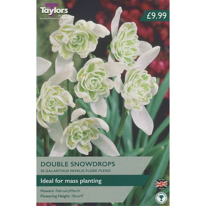 Galanthus nivalis 'Flore Pleno' - Double Snowdrop