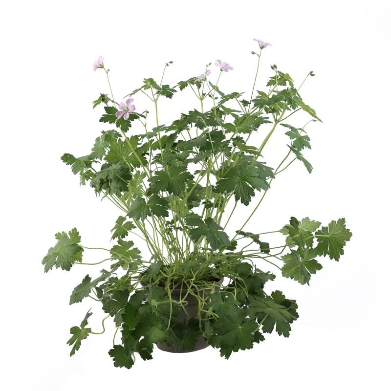 Geranium 'Dreamland' 2 Litres