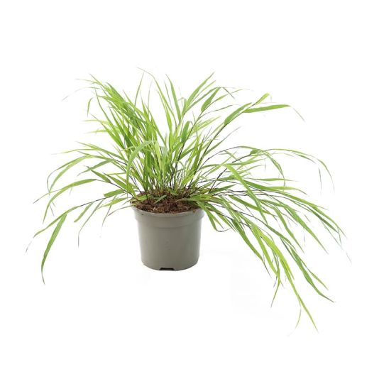 Hakonechloa macra 2 Litres