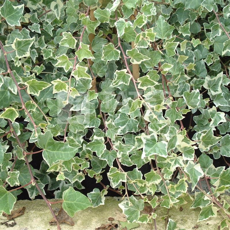 Hedera helix 'Adam' 3 Litres