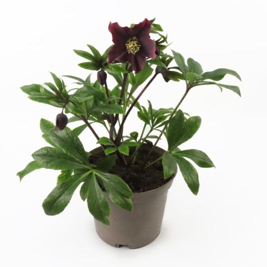 Helleborus 'Viv Victoria' 3 Litres