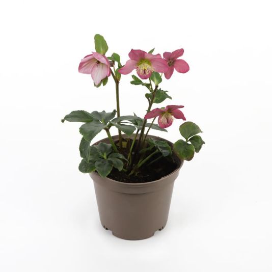 Helleborus Ivory Prince 3 Litres