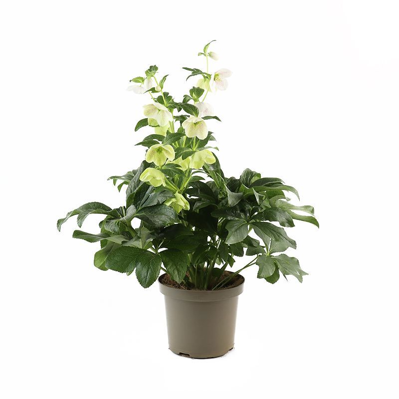 Helleborus ‘ViV Alma’ 4 Litres