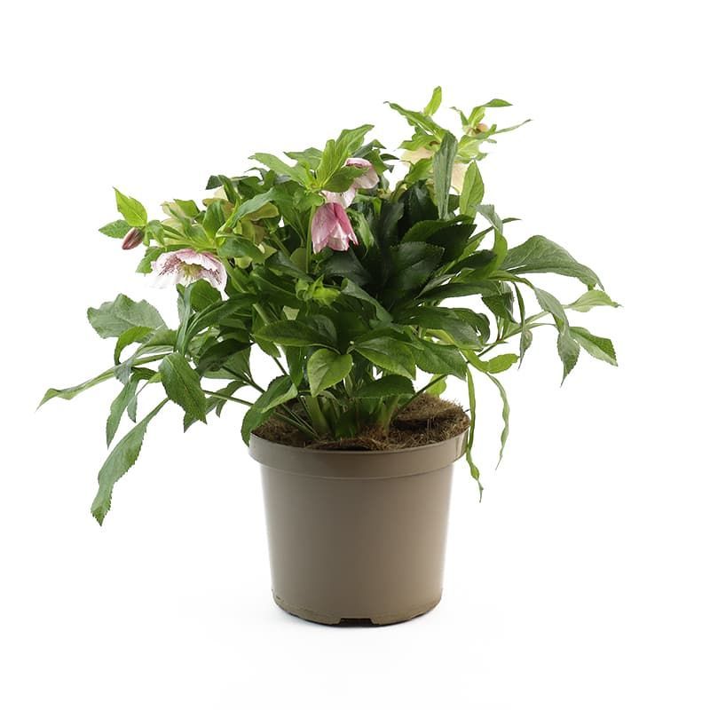 Helleborus 'ViV 'Celestina' 3 Litres