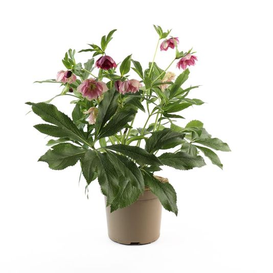 Helleborus 'ViV Elena' 3 Litres