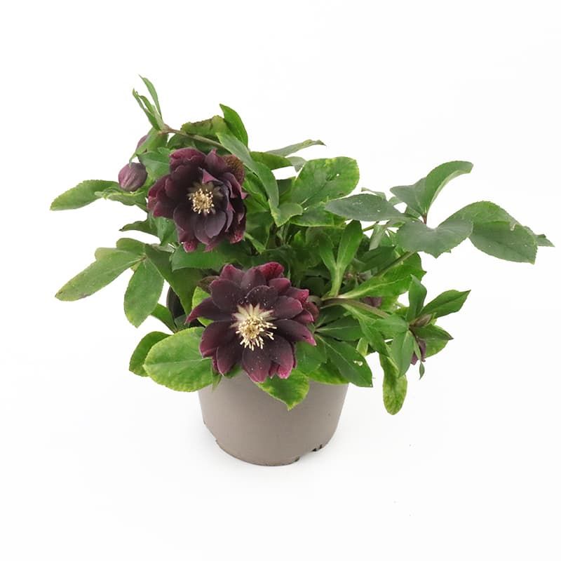 Helleborus 'Viv Luisa' 3 Litres