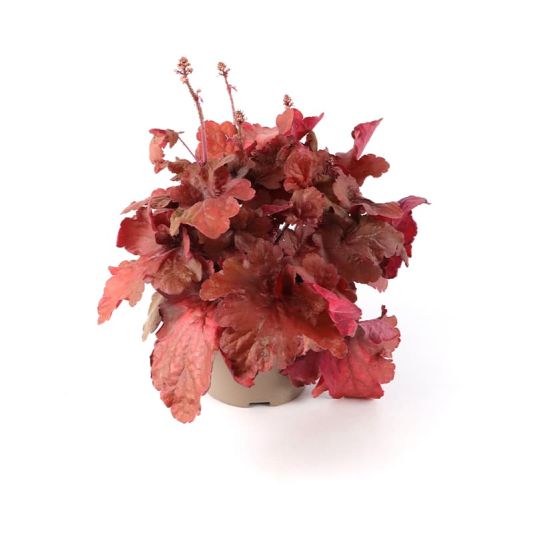 Heuchera 'Fire Alarm' 3 Litres