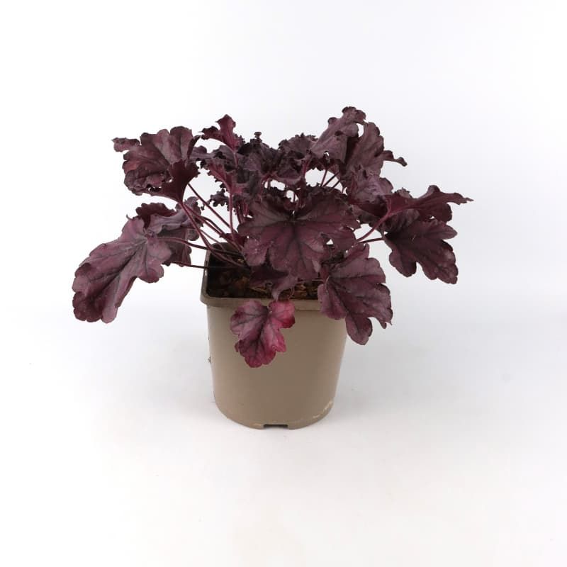 Heuchera 'Forever Purple' 3 Litres