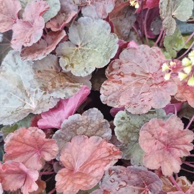 Heuchera 'Little Cuties Blondie' 1 Litre