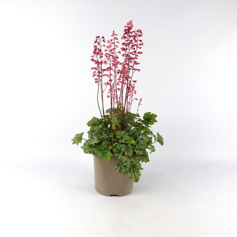 Heuchera paris deals