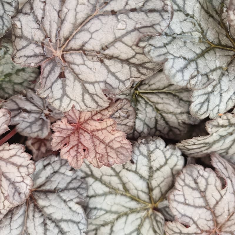 Heuchera 'Timeless Treasure' 1 Litre