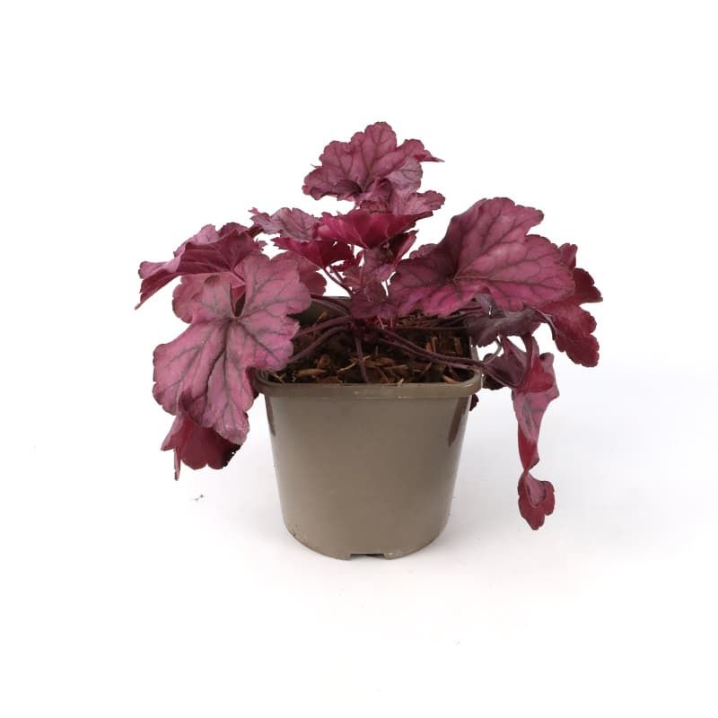 Heuchera hybrida 'Wild Rose' 3 Litres