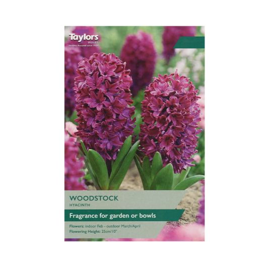 Hyacinth 'Woodstock'