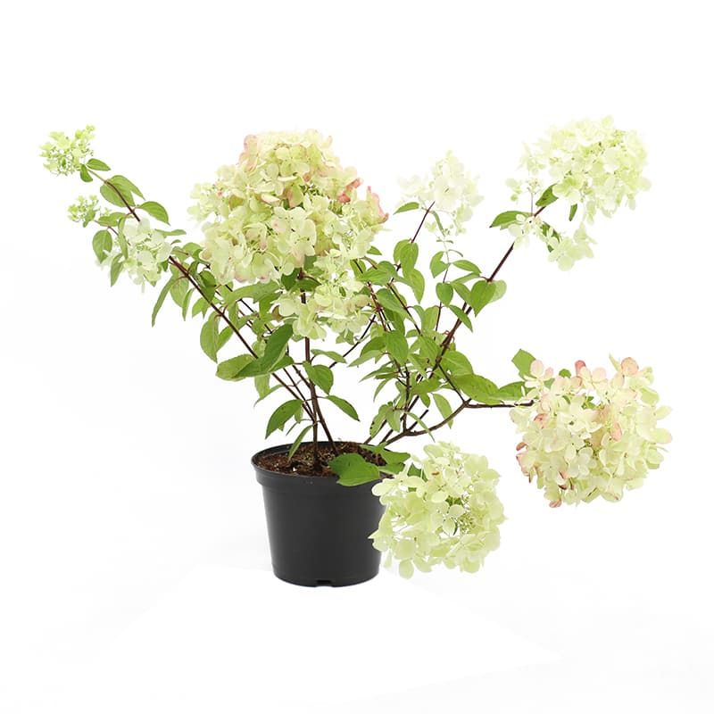 Hydrangea paniculata 'Diamond Rouge' 3 Litres