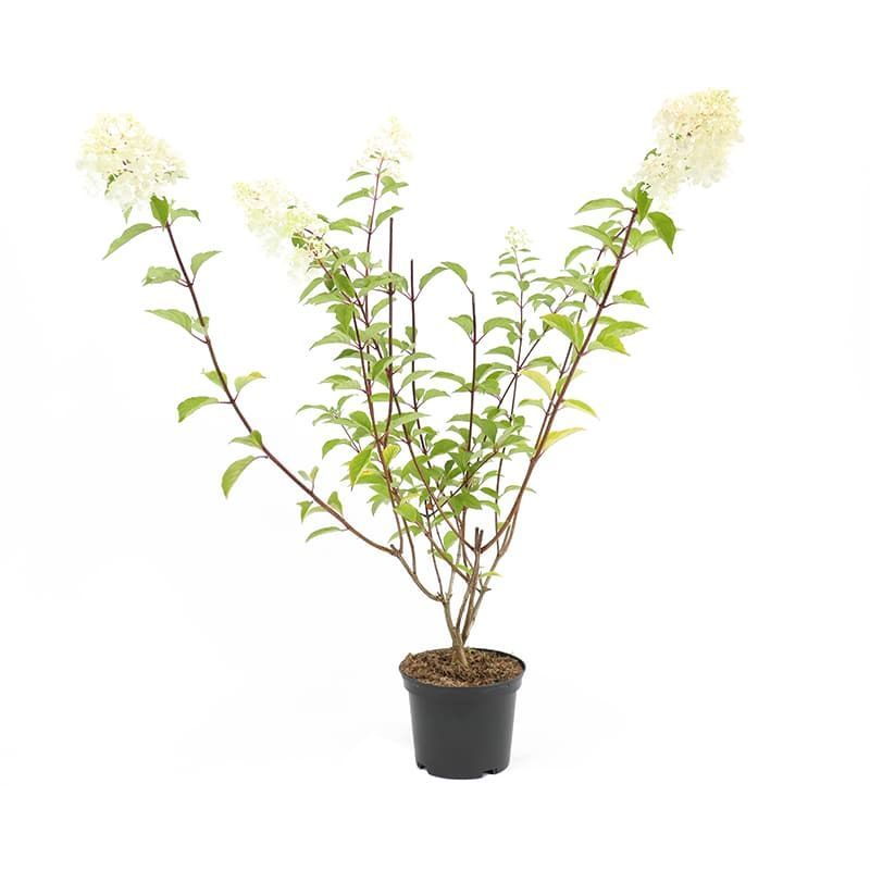 Hydrangea paniculata 'Vanille Fraise' 3 Litres