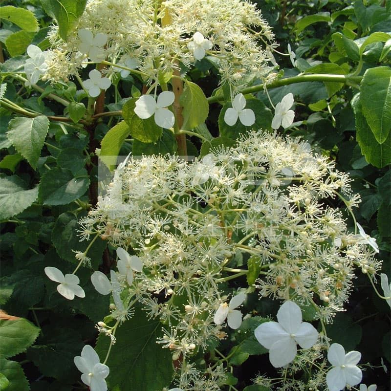 Hydrangea petiolaris 3 Litres