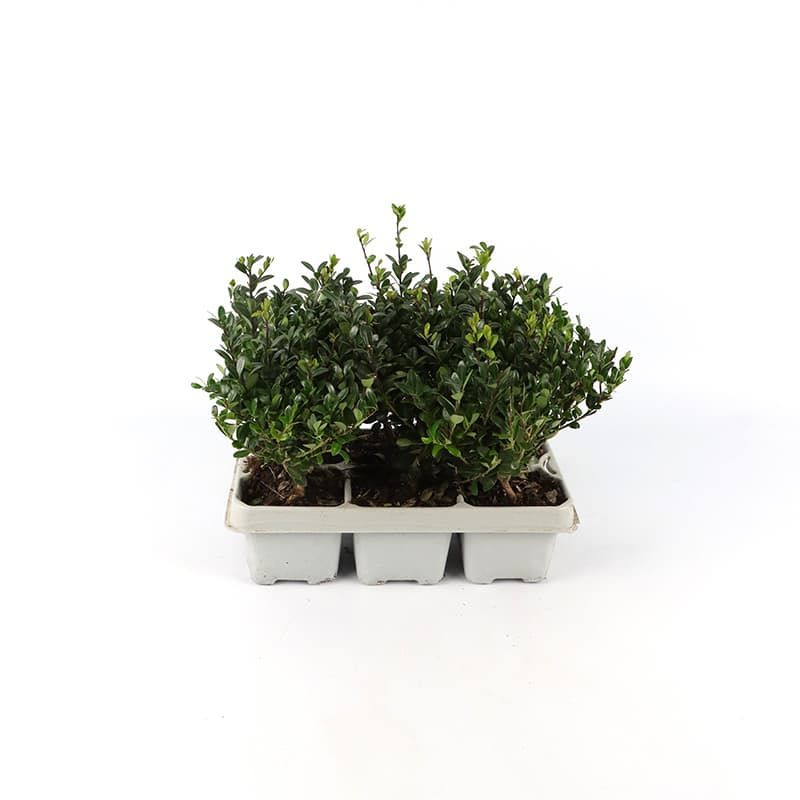 Ilex crenata 6 Pack