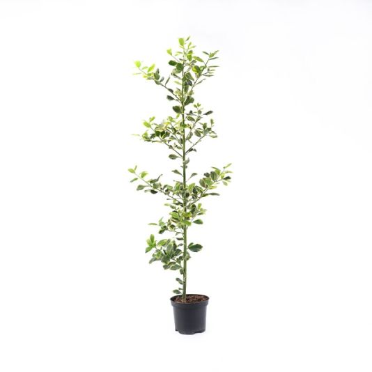 Ilex 'Golden King' 3 Litres