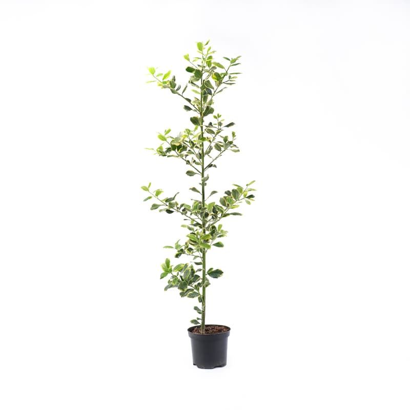 Ilex 'Golden King' 3 Litres