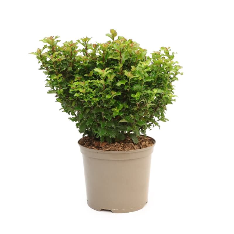 Ilex 'Little Rascal '7.5 Litres