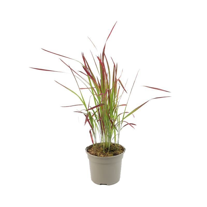 Imperata 'Red Baron' 2 Litres