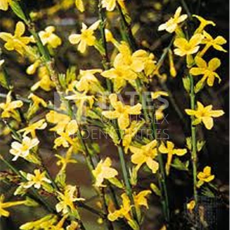 Jasminum nudiflorum 3 Litres