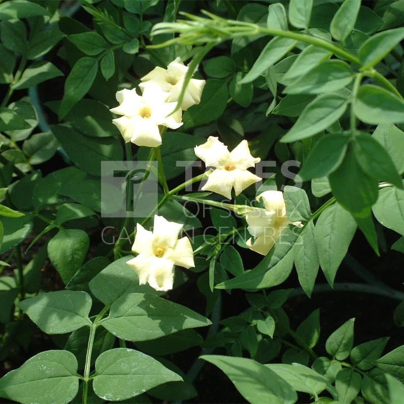 Jasminum officinale 'Clotted Cream' 3 Litres