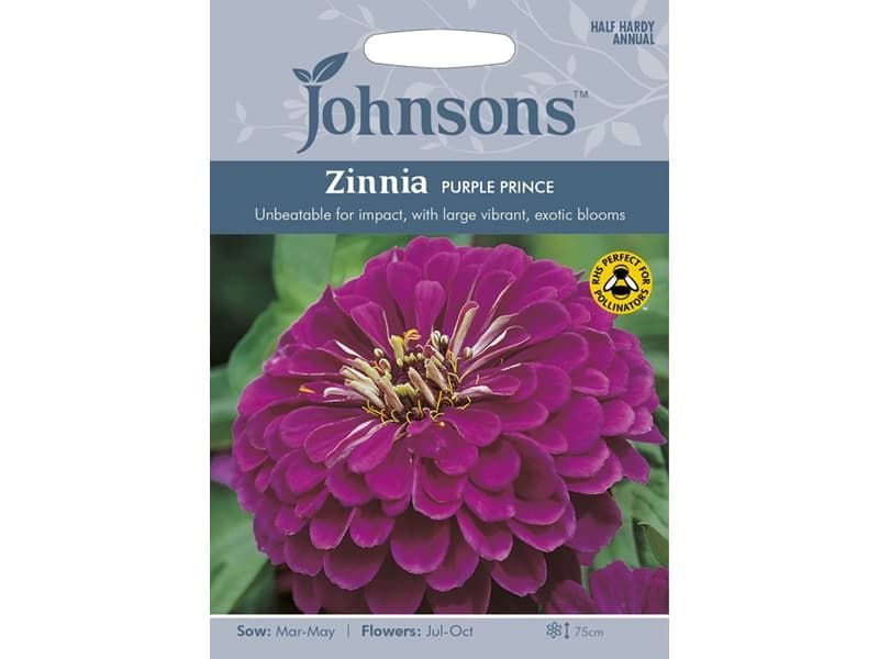 Zinnia 'Purple Prince' Seeds