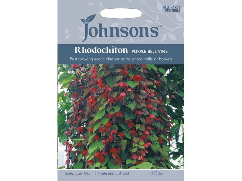 Rhodochiton 'Purple Bell Vine' Seeds