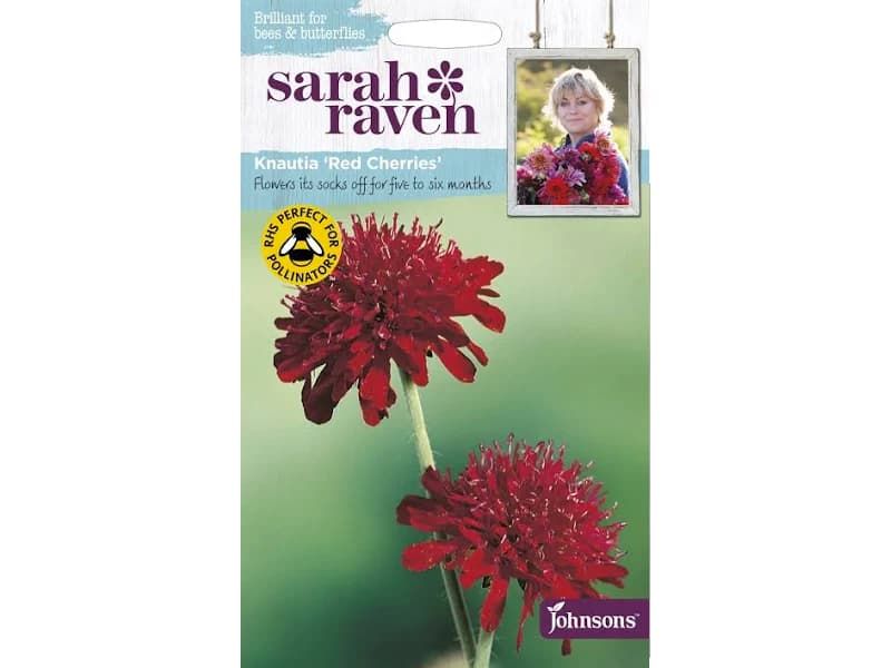 Knautia 'Red Cherries' Seeds