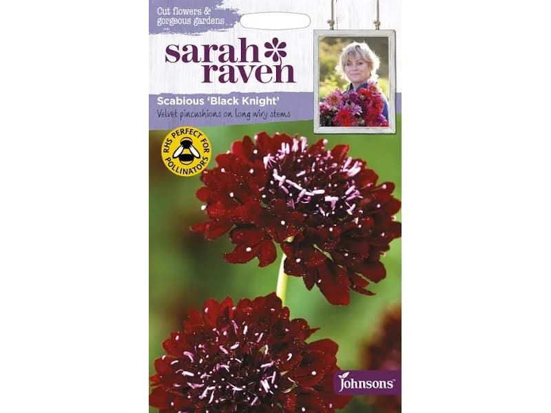 Scabious 'Black Knight' Seeds