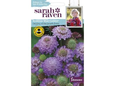 Scabious 'Blue Cushion' Seeds