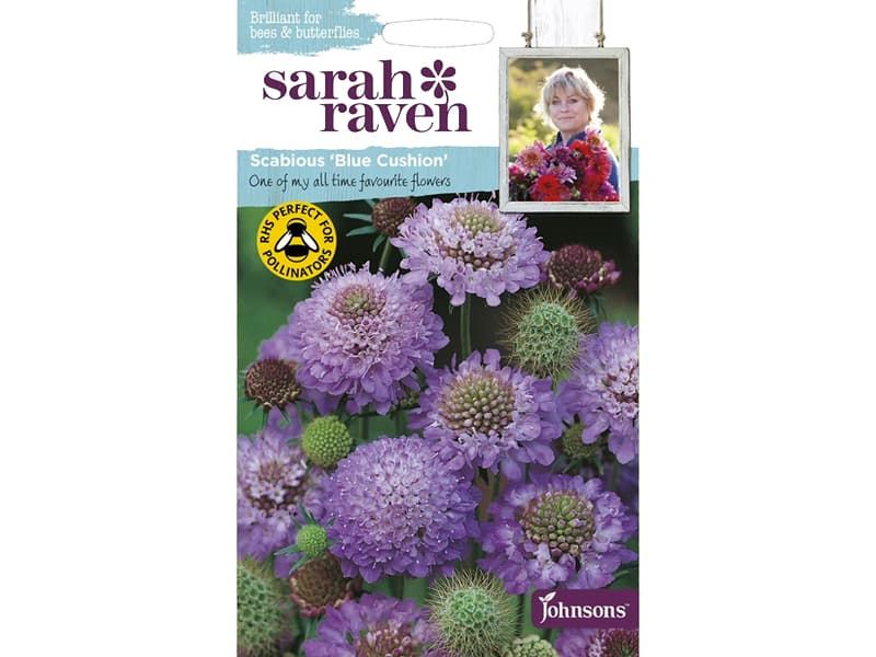 Scabious 'Blue Cushion' Seeds