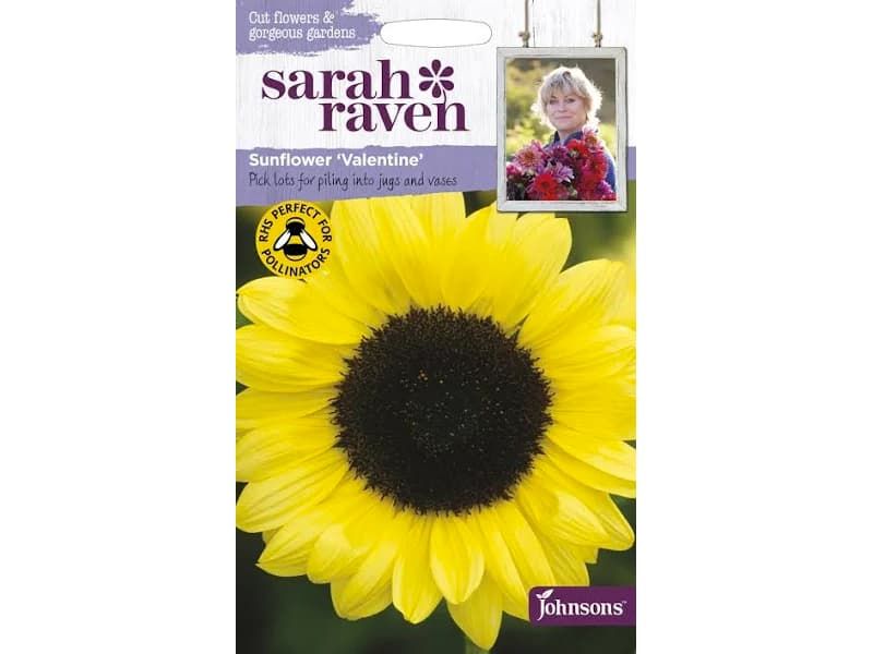 Sunflower 'Valentine' Seeds