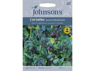 Cerinthe major 'Purpurascens' Seeds