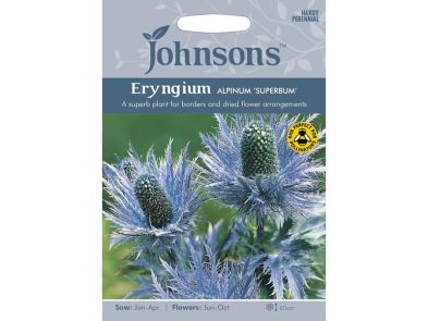 Eryngium alpinum 'Superbum' Seeds