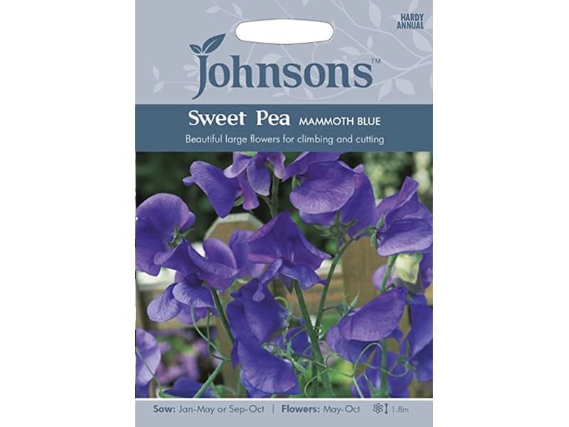 Sweet Pea 'Mammoth Blue' Seeds