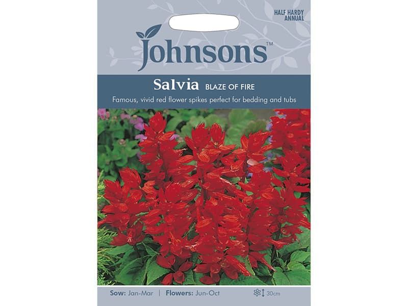 Salvia splendens 'Blaze of Fire' Seeds