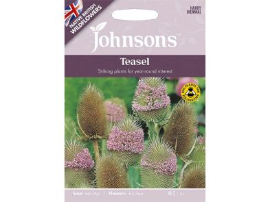 Teasel Wildflower Seeds