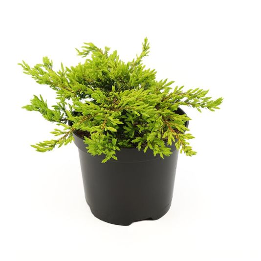 Juniperus communis 'Goldschatz' 3 Litre