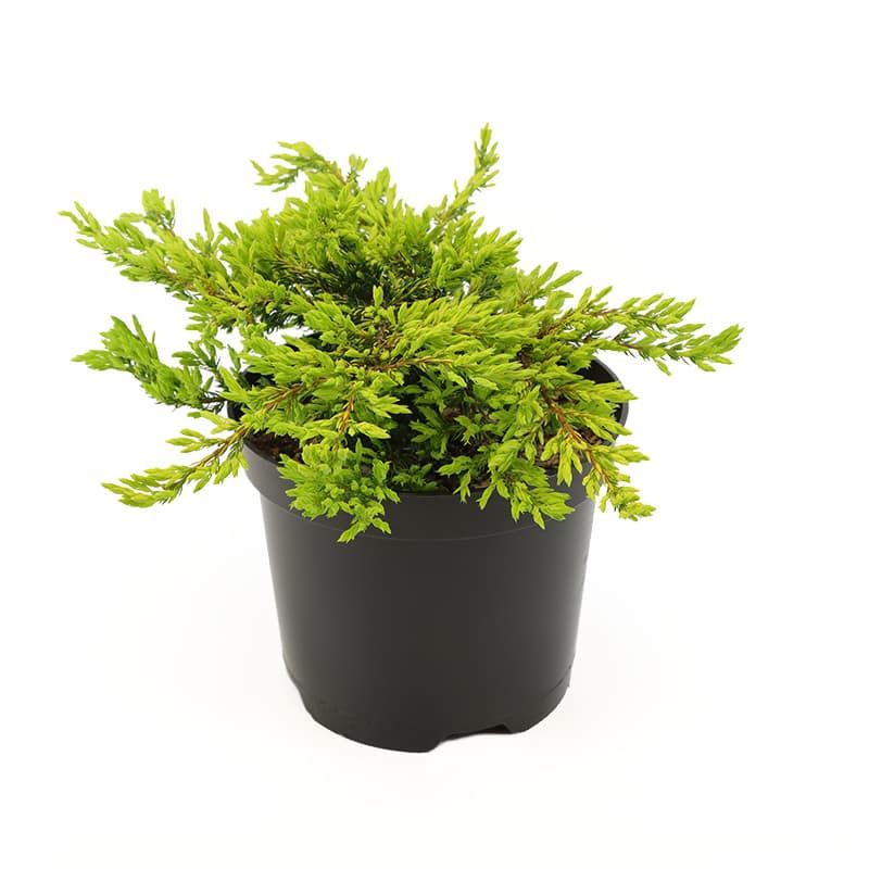 Juniperus communis 'Goldschatz' 3 Litres