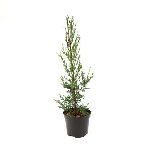 Juniperus scopulorum 'Blue Arrow' 3 Litre