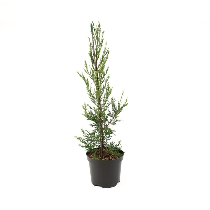 Juniperus scopulorum 'Blue Arrow' 3 Litres