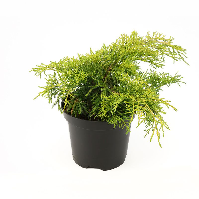 Juniperus x media 'Carbery Gold' 3 Litre