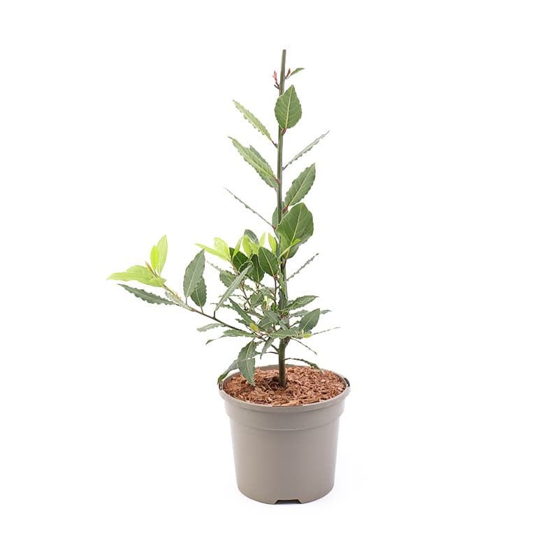 Laurus nobilis 3 Litres