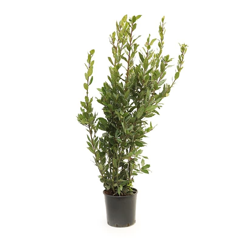 Laurus nobilis Bush 10 Litres