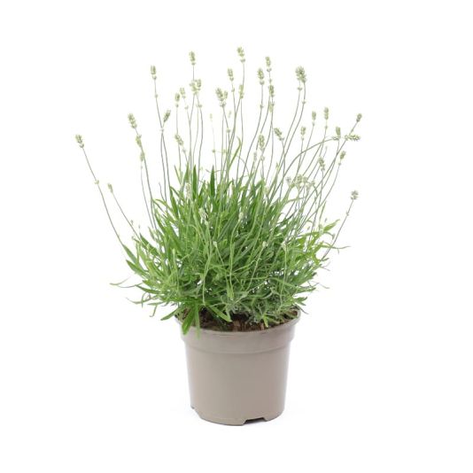 Lavandula angustifolia 'Arctic Snow' 2 Litres