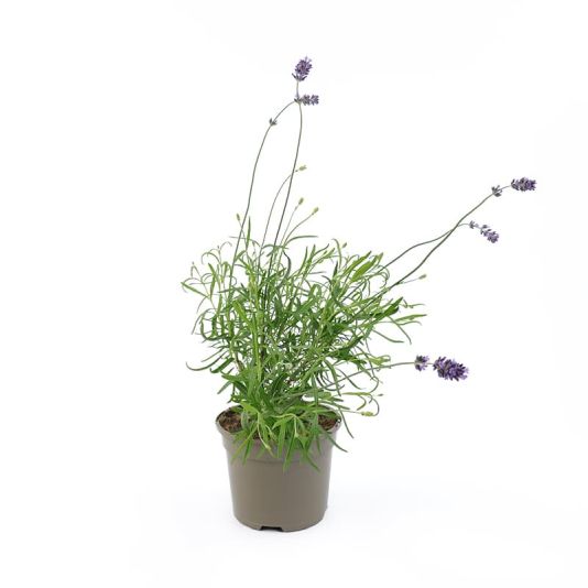 Lavandula angustifolia 'Munstead' 2 Litres