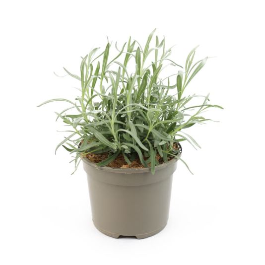 Lavandula angustifolia 'Vera' 2 Litres