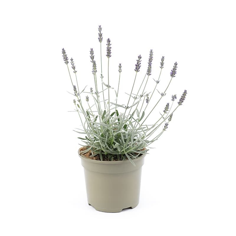 Lavandula 'Silver Sands' 2 Litres